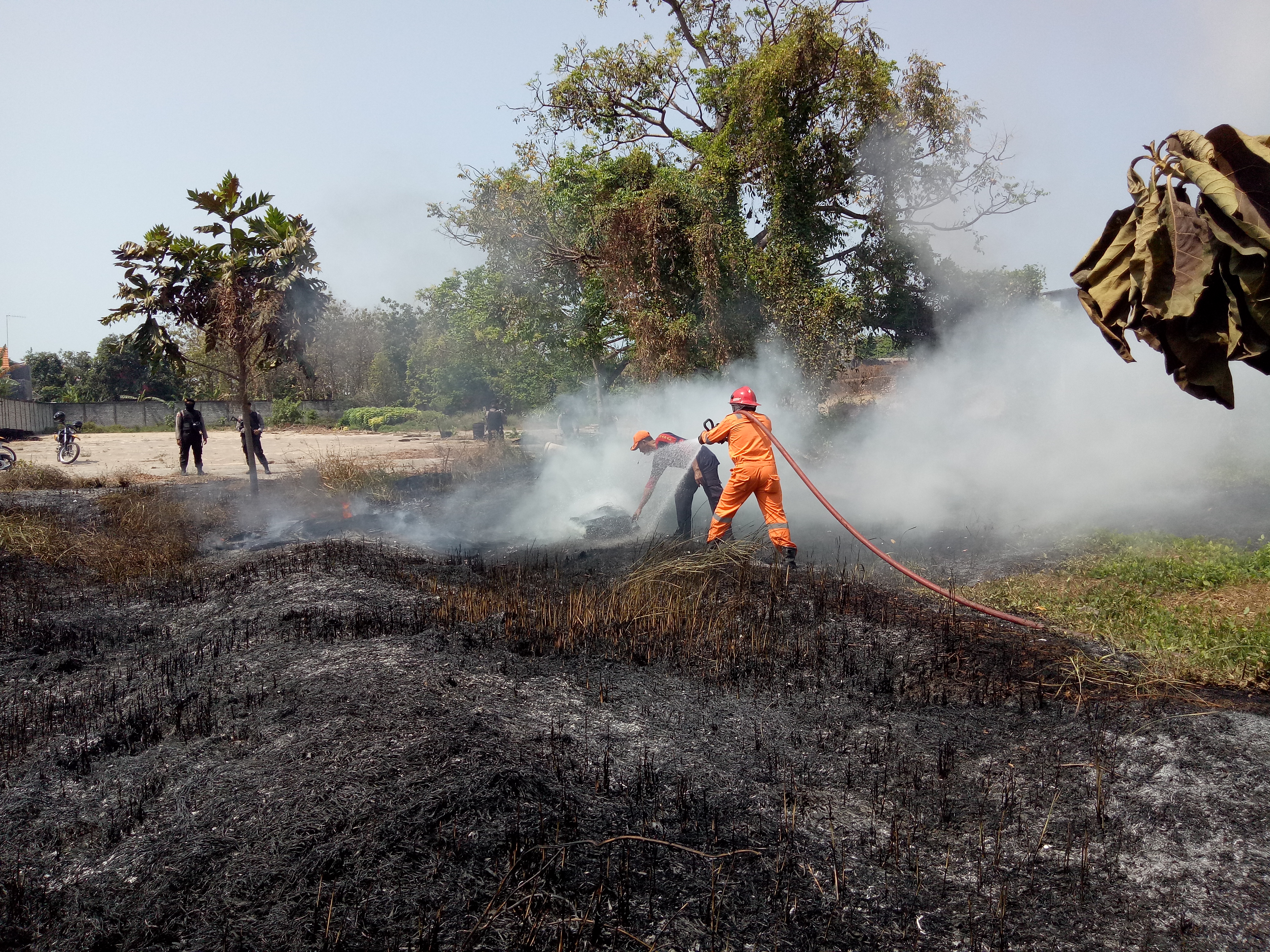 Pohon Jati DI Gudang Kacang Jalan Diponegoro Terbakar