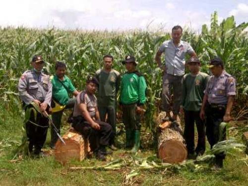 Digrebek Polisi, Puluhan Pelaku Penjarah Hutan Kocar-kacir